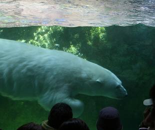 旭川市旭山動物園＊北極熊くんスィ～♪.JPG