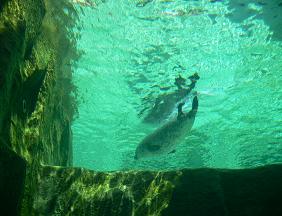 旭川市旭山動物園＊あざらし館_大水槽.JPG