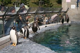 旭川市旭山動物園＊ぺんぎん館_ジェンツーペンギンがごあいさつ.JPG