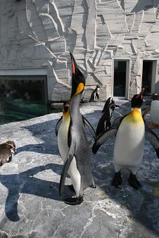 旭川市旭山動物園＊ぺんぎん館_キングペンギンの遠吠え？.JPG