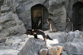 旭川市旭山動物園＊ぺんぎん館_イワトビペンギン_ふんばる？.JPG