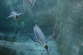 旭川市旭山動物園＊ぺんぎん館_キングペンギン_付いてらっしゃい！おぅ！.JPG