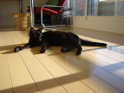 ポカポカだにゃ～