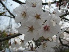 桜