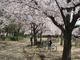 桜あい