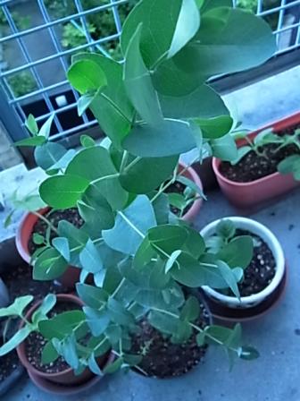 20110530_3.JPG