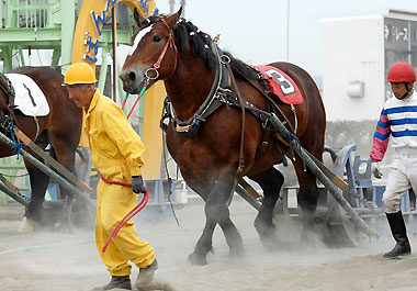 シベチャタイガー050107