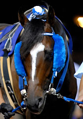 シーチャリオット080107