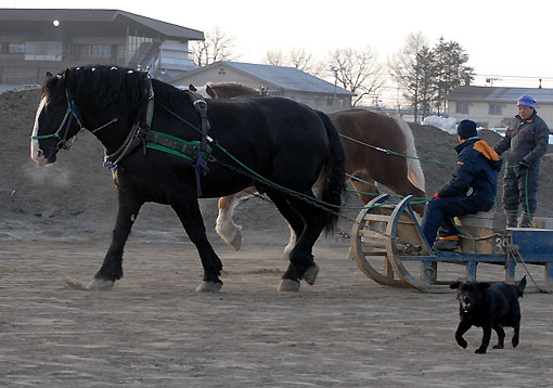 ばんえい調教犬031807