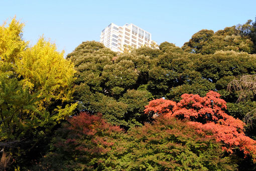 大円寺紅葉121007