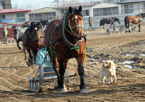 ばんえい調教犬050107