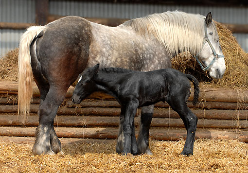 芦毛のばん馬親子050107