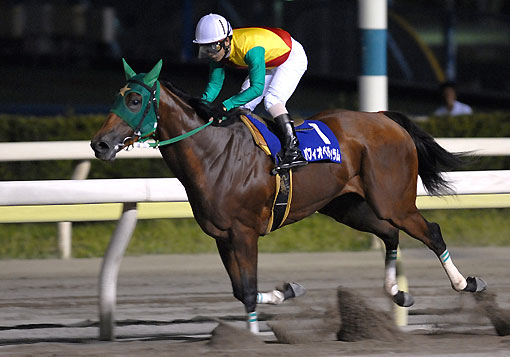 パフィオペディラム081607