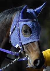 010507r11goldensean01