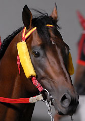 ティーエスジャンボ080807