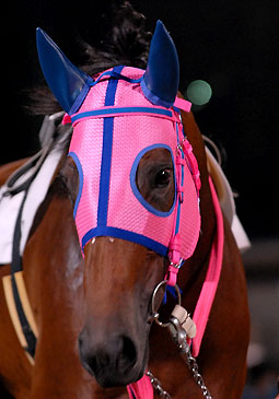 キタノジャジャウマ070307