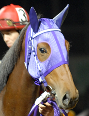 110806futabasakura02