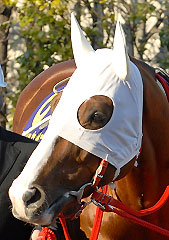 テンショウボス013107_1