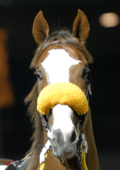 110806バガバッドギーター顔