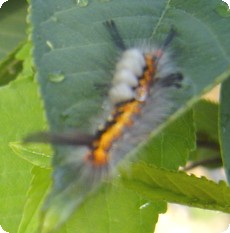 ヒメシロモンドクガの幼虫