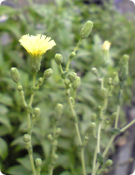 レタスの花の横顔