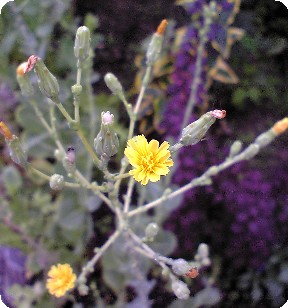 レタスの花上から見れば