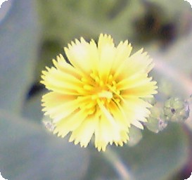 レタスの花