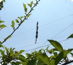 宙に浮かんだゴミの塊１