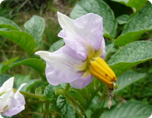 じゃがいもの花３