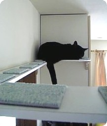 くくタワー　猫渡り