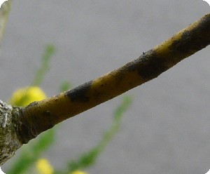 クロモジの若い枝