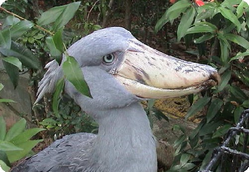 ハシビロコウ　なんかご用？