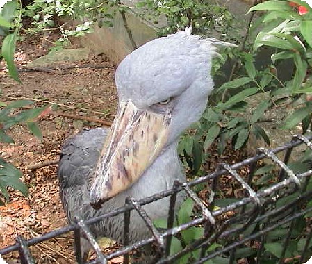ハシビロコウ　ま、かんけいないけどね