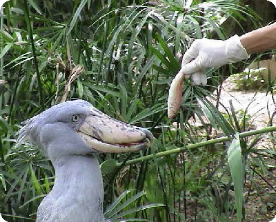 ハシビロコウ　いただきます１