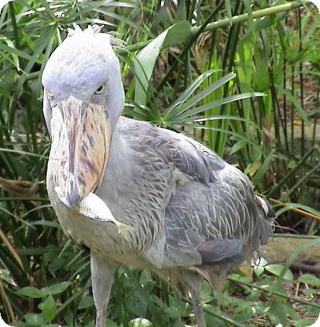 ハシビロコウ　いただきます２