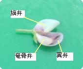 ルピナスの花３