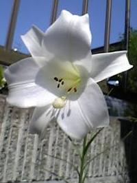 2006-8 タカサゴユリ