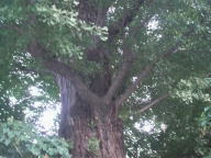 110829tree-ginkgo.jpg