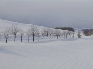 美瑛の丘