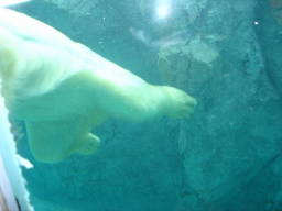 ホッキョクグマ 水槽