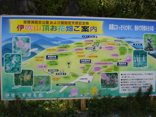 お花畑案内看板