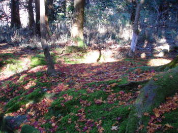 西明寺散った紅葉と苔