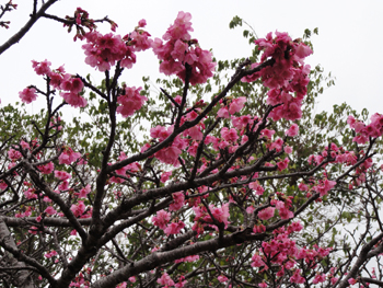 今帰仁城の桜