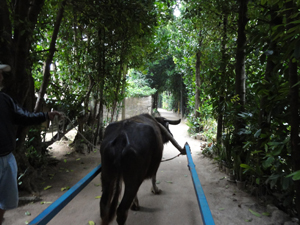 備瀬のフクちゃん