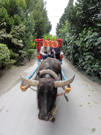 備瀬のフクちゃん２