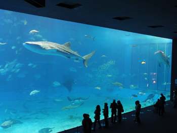美ら海水族館