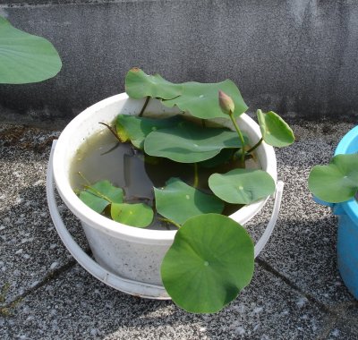 蓮栽培4