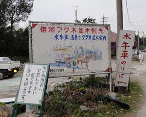 備瀬のフクギ並木水牛