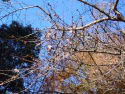 西明寺不断桜アップ