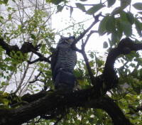 六角堂ふくろう１